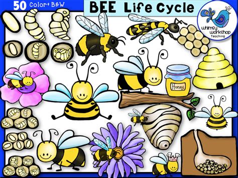 Life Cycle Bee Whimsy Workshop Teaching