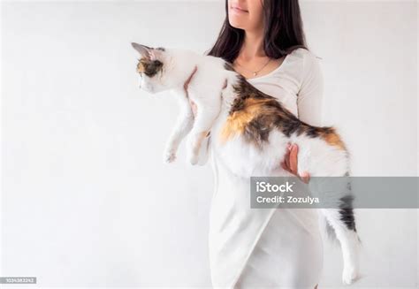 Cat Pregnancy Pregnant Calico Cat With Big Belly Laying On Female Hands