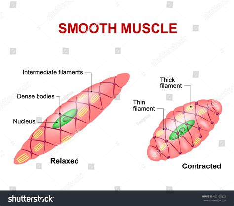 10055 Smooth Muscles Images Stock Photos And Vectors Shutterstock