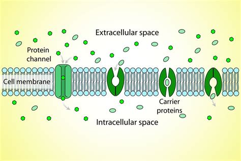 Active And Passive Transport Cell Membrane