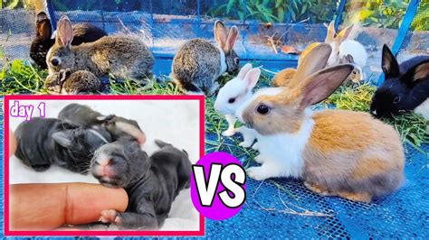 American Noir Rabbits Growing Up Baby Rabbit Growth 1 15 Days