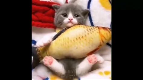 Too Cute Baby Cat Compilation 4 Youtube