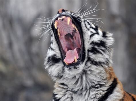 Wallpaper Tiger Yawn Fangs Mouth 2560x1600 HD Picture Image