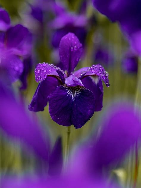 4000 Best Purple Photos · 100 Free Download · Pexels Stock Photos