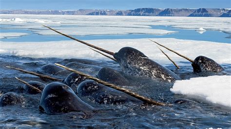 Maybe you would like to learn more about one of these? 🥇 Ice narwhal wallpaper | (25601)