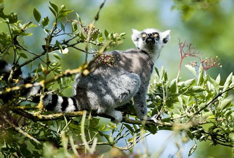 Ring Tailed Lemur How Many Rings Does A Ring Tailed Lemur Have