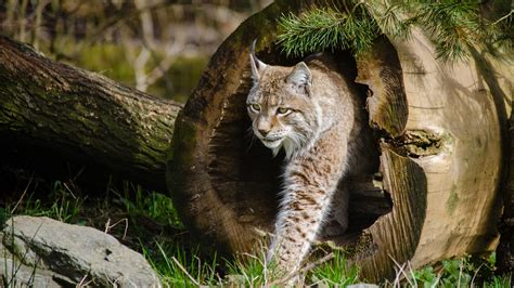 Wild Cats The Lynx 4k Ultra Hd Wallpaper Background Image 3840x2160 Id652026