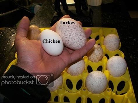 Turkey Hen Eggs