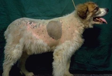 Alopecia, or hair loss in dogs, is a common condition, especially among older dogs, and it involves not only hair loss but any deficiency in a dog's normal coat. Canine Cushing's Syndrome in Dogs | HubPages