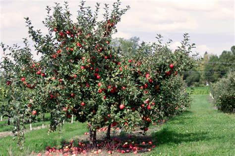 Top 5 Apple Orchards To Visit This Fall Laptrinhx News