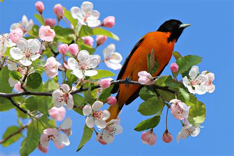 Came The Spring With All Its Splendor All Its Birds And All Its