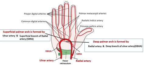 Palmar Arches Superficial And Deep Anatomy Qa