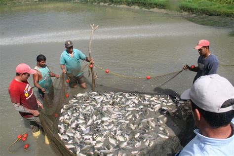 Bc Busca Mejorar Actividades De Pesca
