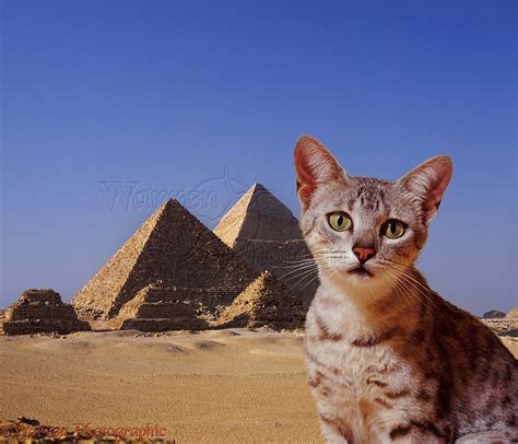 Egyptian Mau Cat With Pyramids Egyptian Cats Cats Kitten Images
