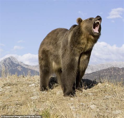 Grizzly Bear Attacks Mountain Biker In Montana Daily Mail Online
