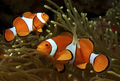 The Hidden World Of Clownfish Reproduction Unveiling The Mystery Of