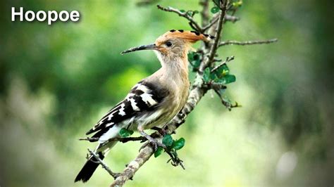 Hoopoe Bird Song And Pictures Youtube