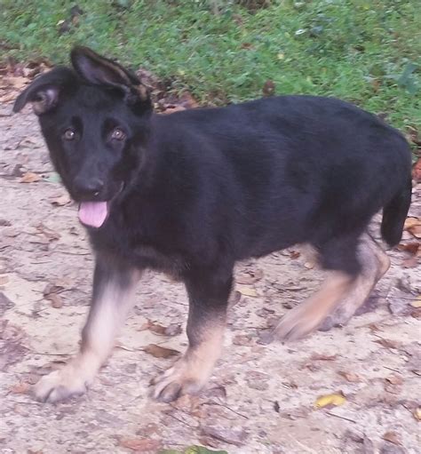 He still has his puppy fur. Cute German Shepherd Puppies For Sale In Nc Raleigh - l2sanpiero