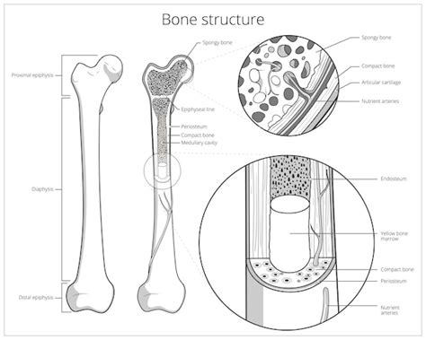 Premium Vector Bone Structure Medical Educational Vector