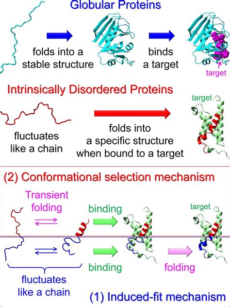 Mechanism By Which A Protein Binds A Target Utokyo Research