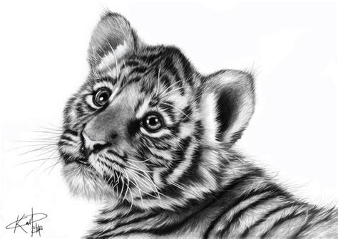 Pencil Drawing Of A Tiger Cub By Darkman619x On Deviantart