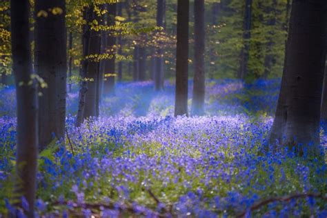 Blue colour in flower petals is caused by anthocyanins, which are members of flavonoid class metabolites. This magical forest in Belgium is covered in blue flowers ...