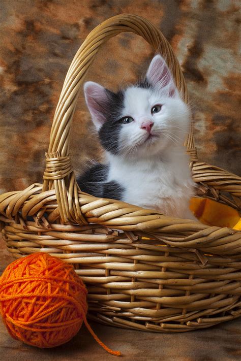 Kitten In Basket With Orange Yarn Photograph By Garry Gay Fine Art