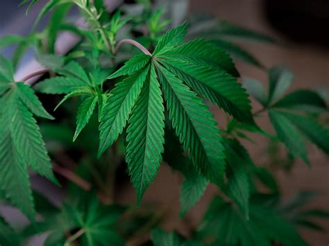 Haven Cannabis Dispensary Maryland Brandywine Reviews: Your Ultimate