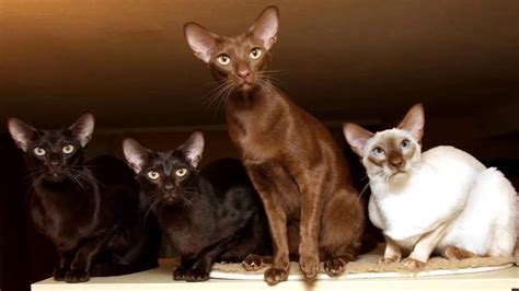 Does cat color affect personality? Javanese Cat, History, Personality, Coat Color And ...