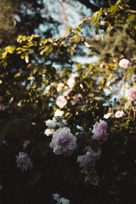 Roses Flowers Branches Leaves Aesthetics Hd Phone Wallpaper Peakpx