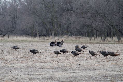 Bowhunting Turkeys How To Extend Your Season This Spring Petersens
