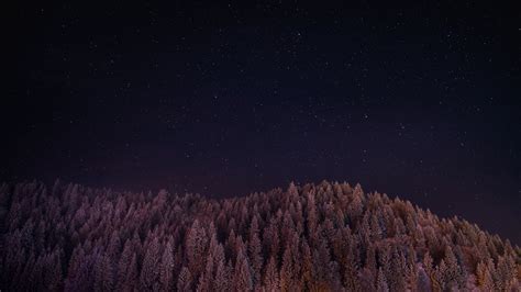Stars Trees Night Dark Sky Hd 8k Wallpaper