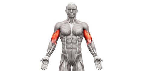 Biceps Brachii Anatomie Funktion And Übungen