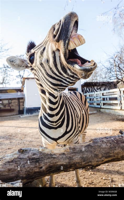 Portrait Of A Funny Laughing Zebra With An Open Mouth Reaching The