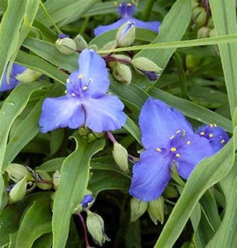 Kerti pletyka sötét kék Tradescantia Zwanenburg Blue évelő virág