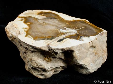 Petrified Driftwood Willamette Valley Oregon For Sale 2729