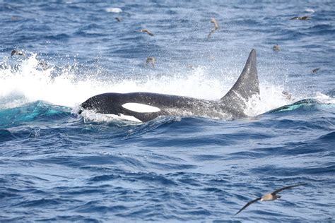 Orca Mega Pod Hunt And Kill Blue Whale Watch The Video Australian