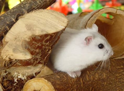 How To Keep A Winter White Dwarf Hamster Complete Care Guide