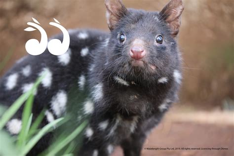 Aussie Ark Welcomes Eastern Quoll Joeys Au Au