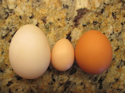 Left To Right Pekin Duck Egg Frizzle Bantam Egg And A Barred Rock Egg