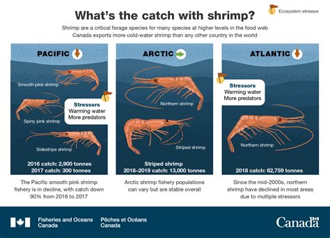 Infographic What S The Catch With Shrimp