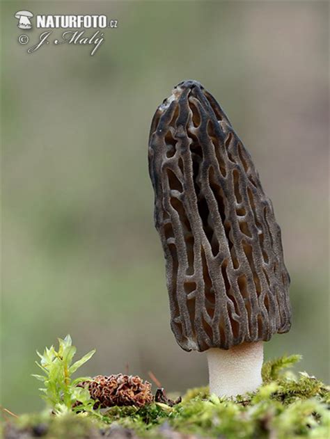 Morchella conica Pictures, Conical Morel Images, Nature Wildlife Photos ...