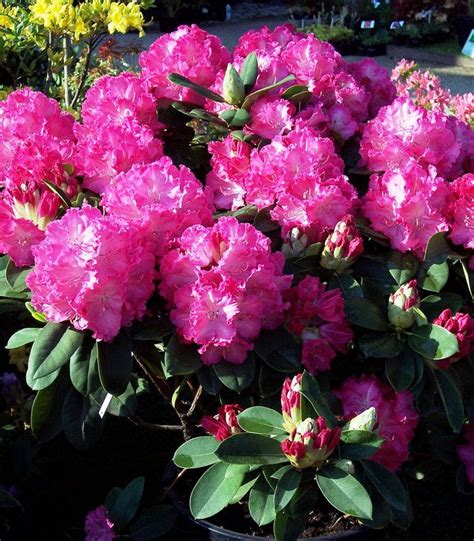 The rhododendron is a wonderful addition to any shade garden. RHODODENDRON rose