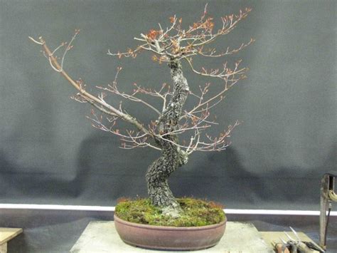 I have two japanese bonsai maple trees, one plant is dying, want to know what cause the plant to shed dry leaves. How To Rescue A Dying Bonsai Tree | Bonsai Tree Gardener