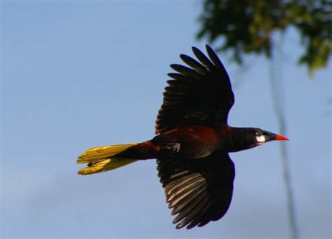 Oropéndola Todo Lo Que Te Gustaría Saber Sobre Estas Aves