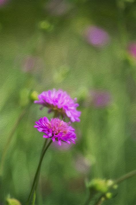 Wildflower Meadow Close Up Landscape In Summer Digital Painting