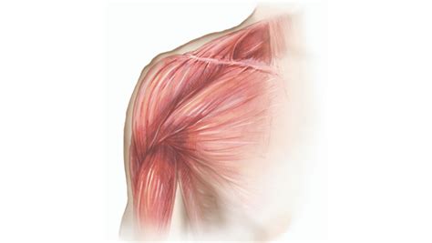 Chest Muscle Injuries Strains And Tears Of The Pectoralis Major