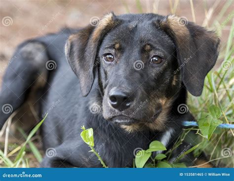 Cute Lab Shepherd Mixed Breed Dog Laying Down Outside Stock Image