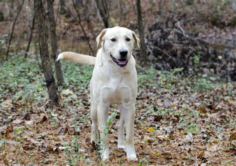 Yellow Labrador Retriever Mixed Breed Dog Wagging Tail Stock Image