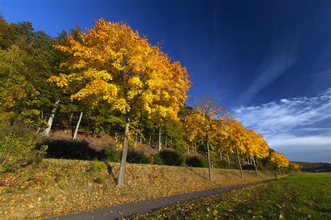 Norway Maple Trees In Autumn Germany Photograph By Duncan Usher Fine